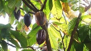 Hoćemo li ostati bez čokolade: Zastrašujući virus uništava kakao
